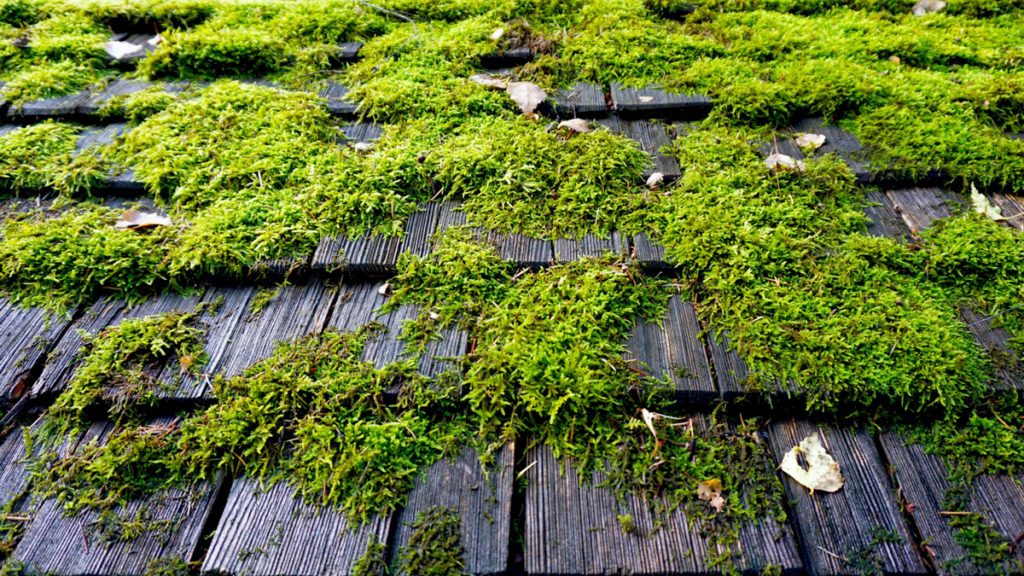 moss removal Vancouver