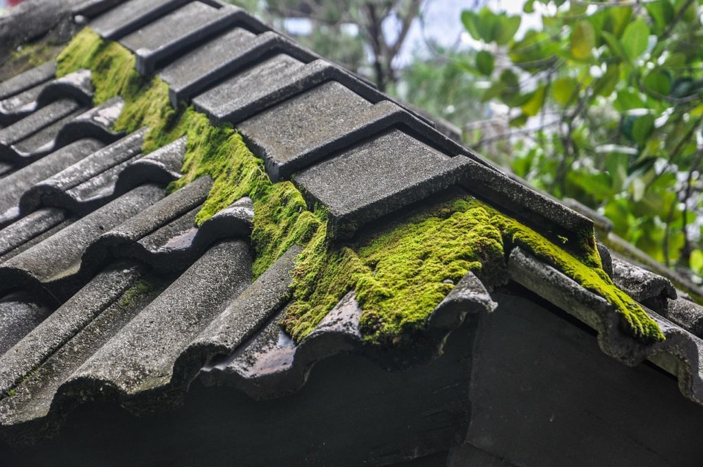 moss or roof