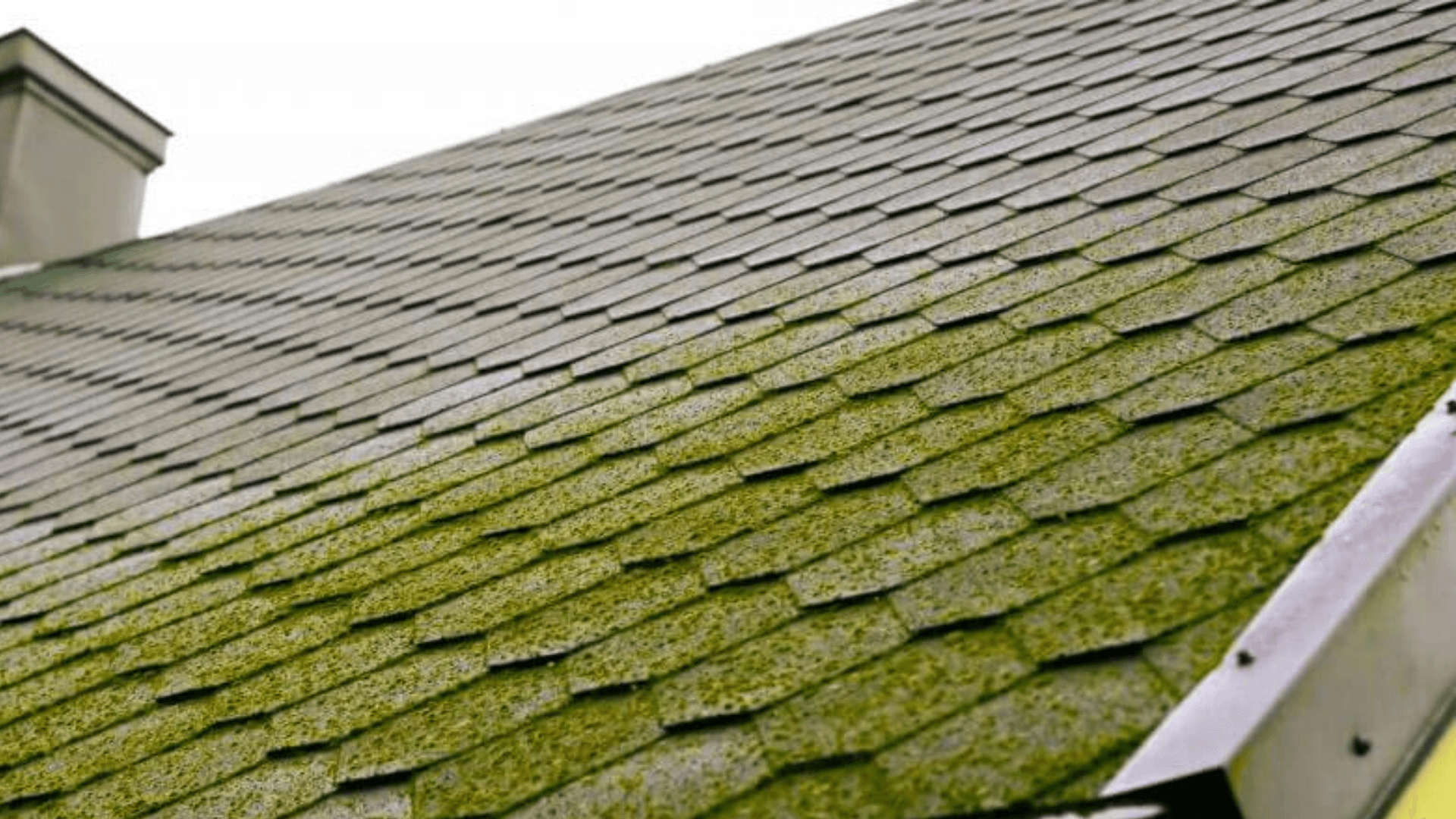 What is the Best Way to Remove Moss From Your Home Roof?